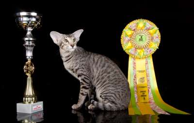 �������� ����� '������� ���-�����' 30 ������-1 ������� 2013� 146_best2-1_IMG_4625 copy.jpg